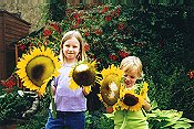 Sunflowers - by SJ Hunter & KL Hunter